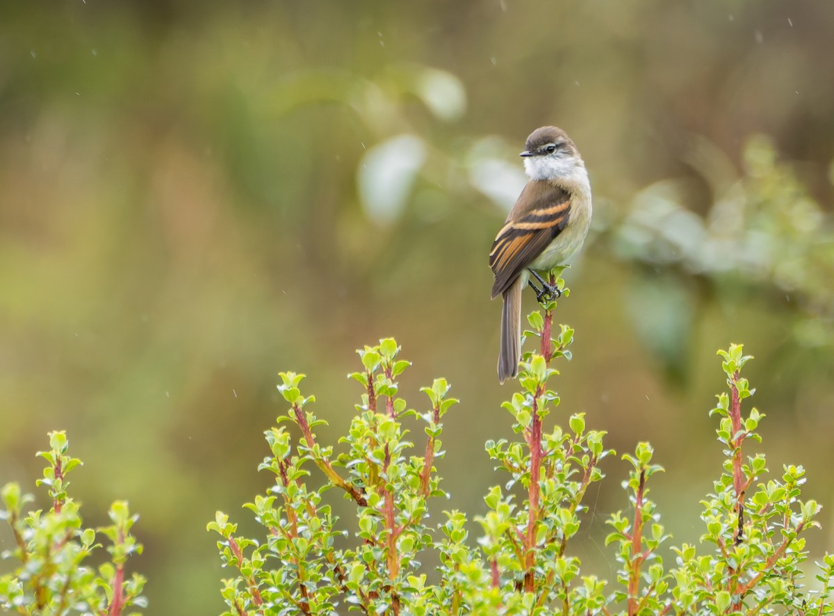 White-throated Tyrannulet - Joe Aliperti