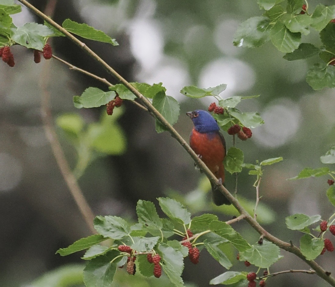 Painted Bunting - Bob Foehring