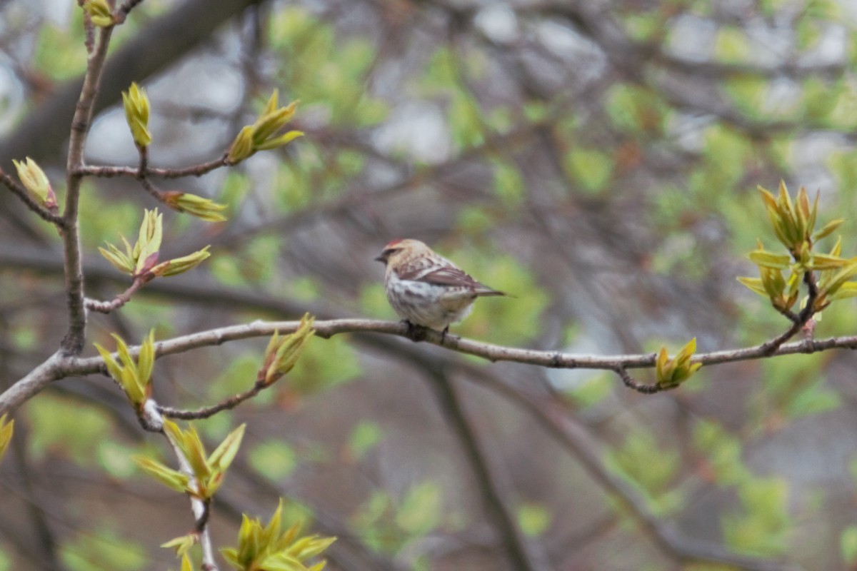 Common Redpoll - ML618991999