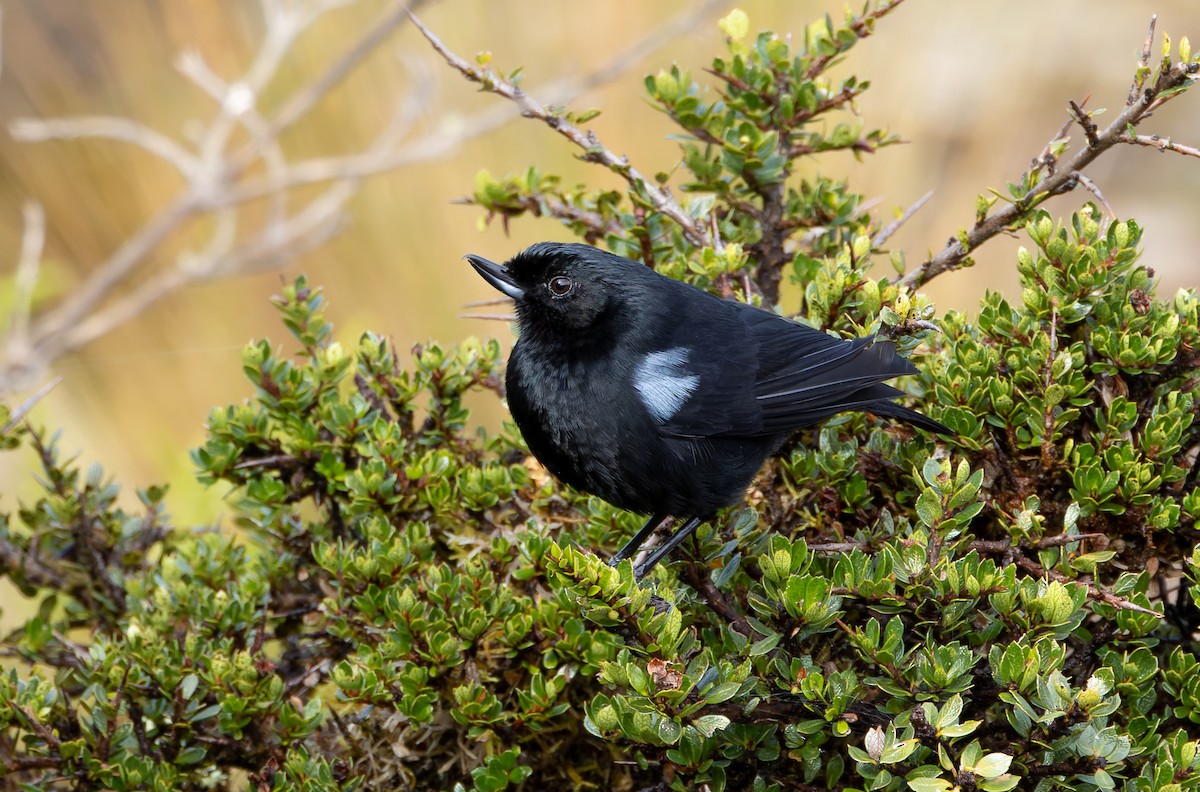 Glossy Flowerpiercer - Joe Aliperti