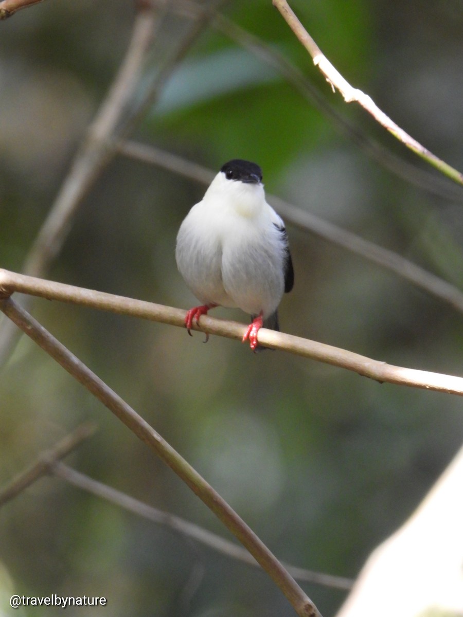 White-bearded Manakin - ML618992005