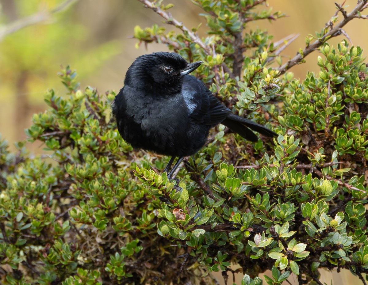 Glossy Flowerpiercer - ML618992008