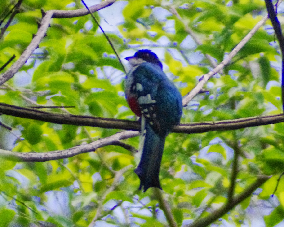 Cuban Trogon - Pedro Perez Portales