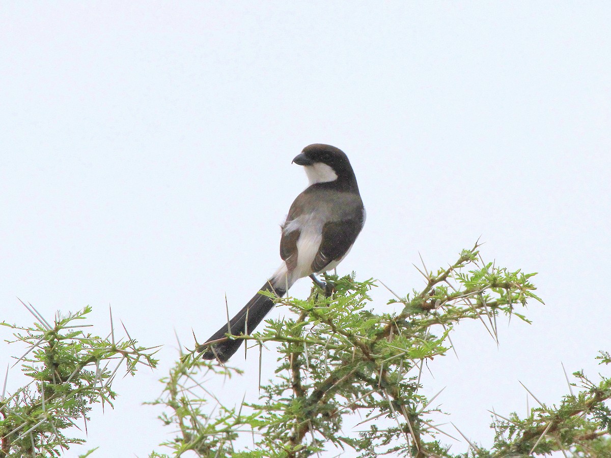 Long-tailed Fiscal - Geoff Butcher