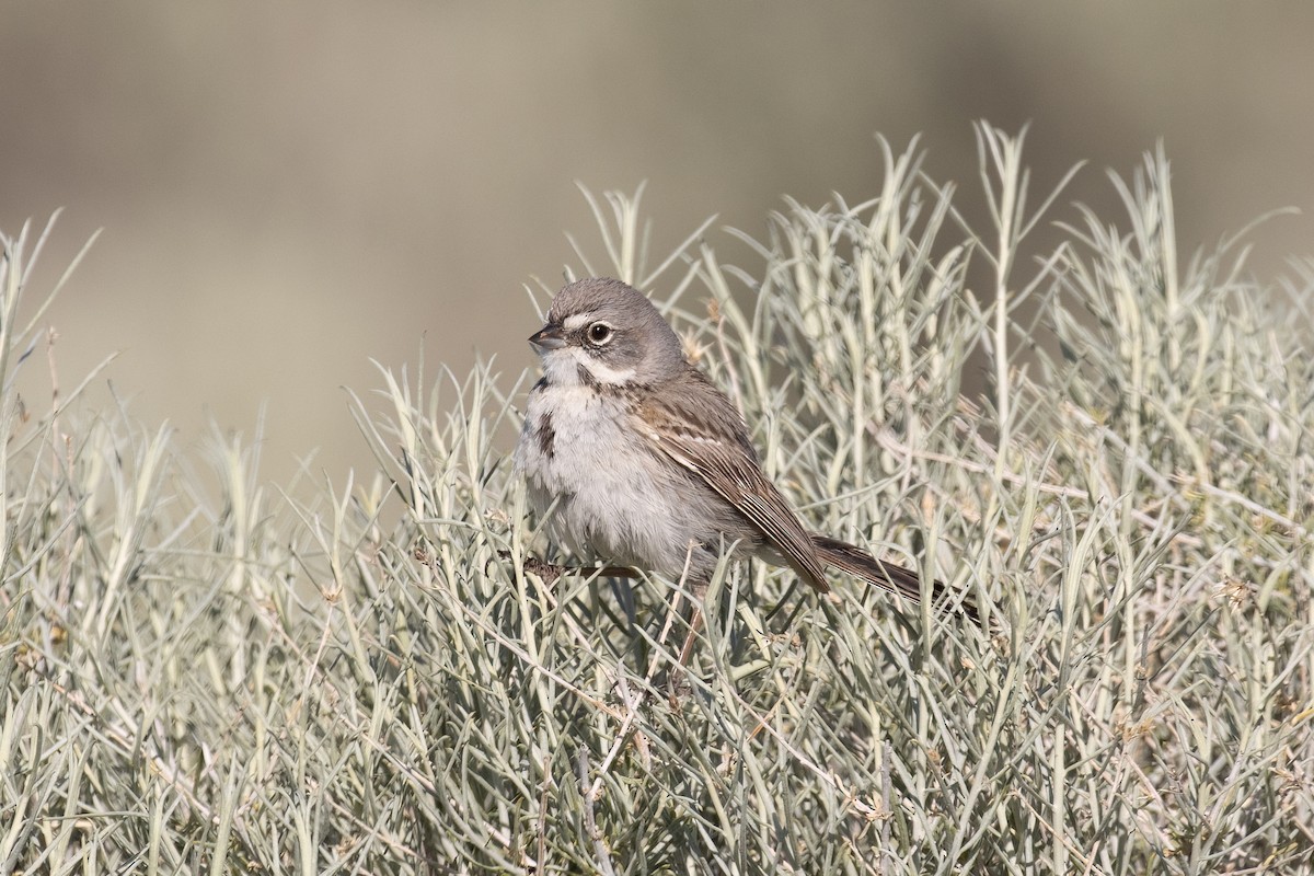 Bell's Sparrow (canescens) - Kyle Landstra