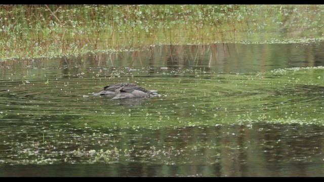 Andean Teal - ML618992032