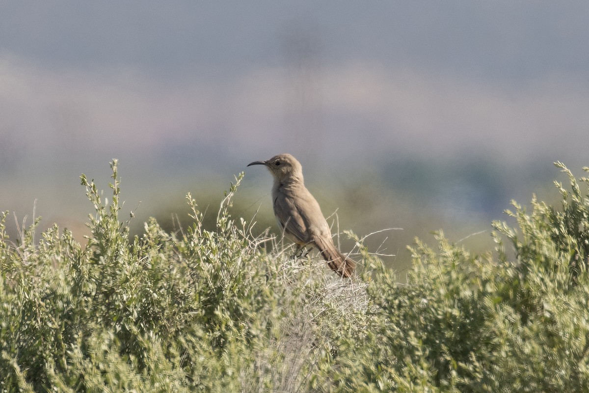 LeConte's Thrasher - Kyle Landstra