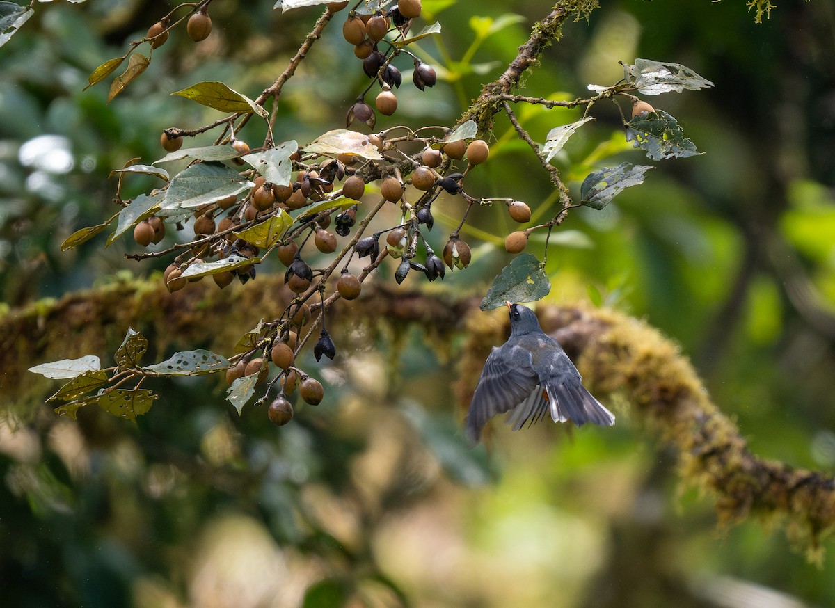 Black-faced Solitaire - Forest Botial-Jarvis