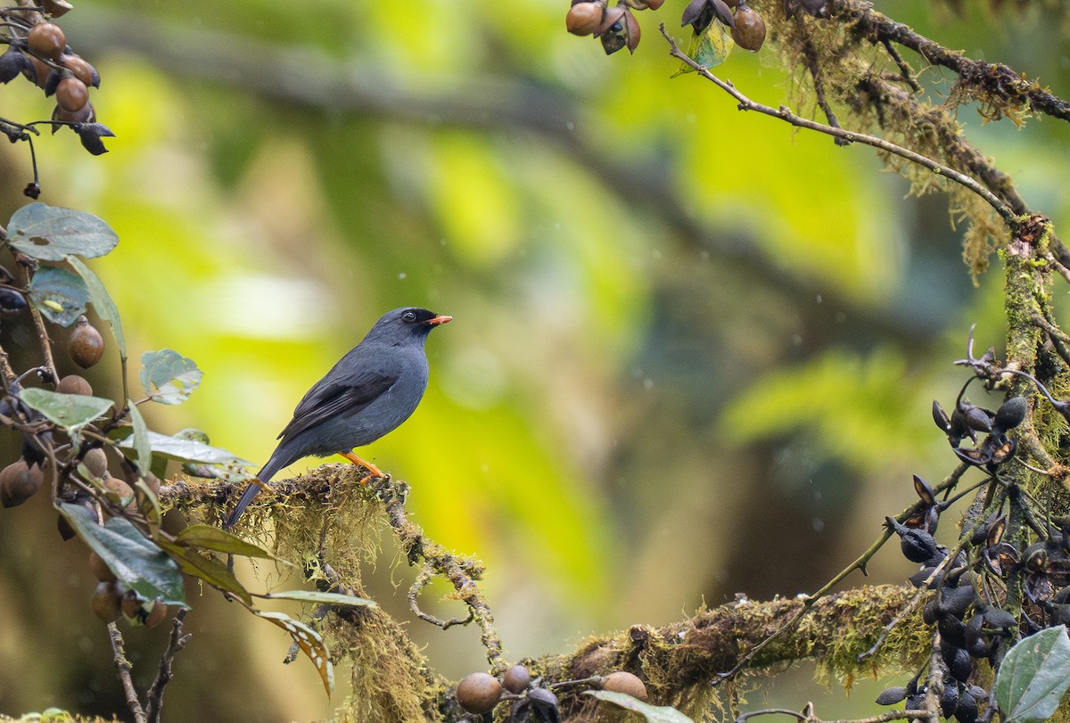 Black-faced Solitaire - Forest Botial-Jarvis