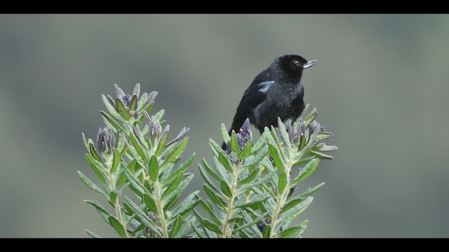 Glossy Flowerpiercer - ML618992055