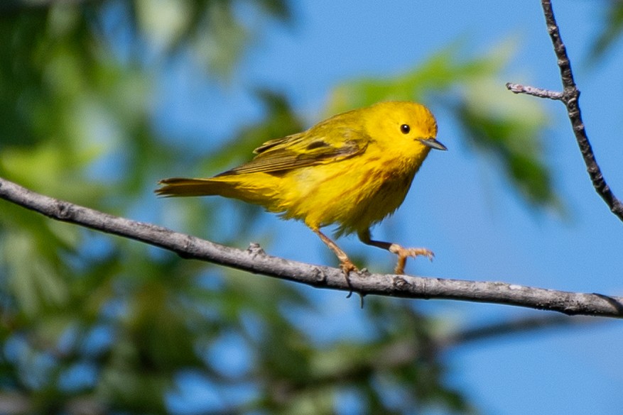 Yellow Warbler (Northern) - Bill Tollefson