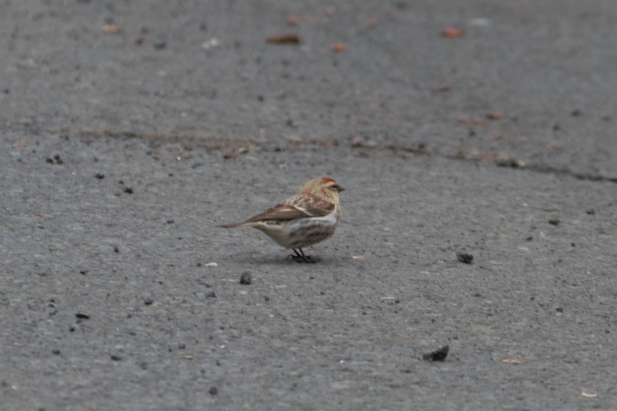 Common Redpoll - ML618992067