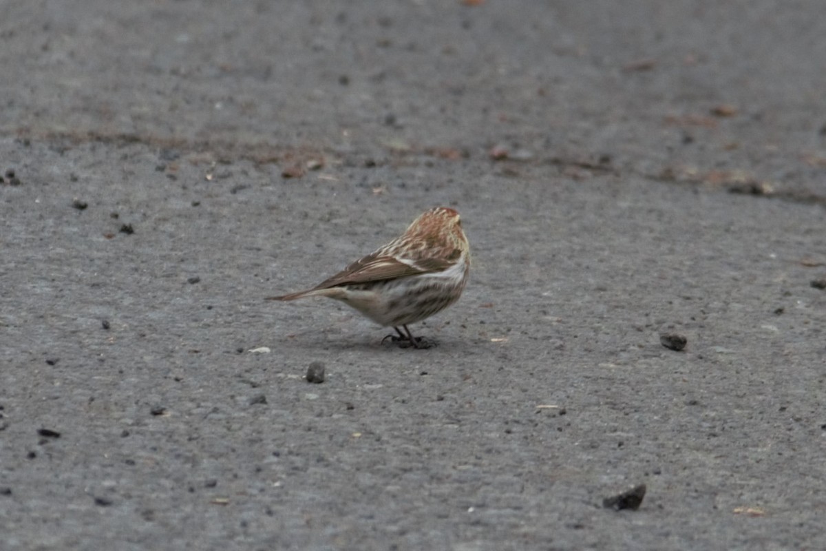 Common Redpoll - L Z