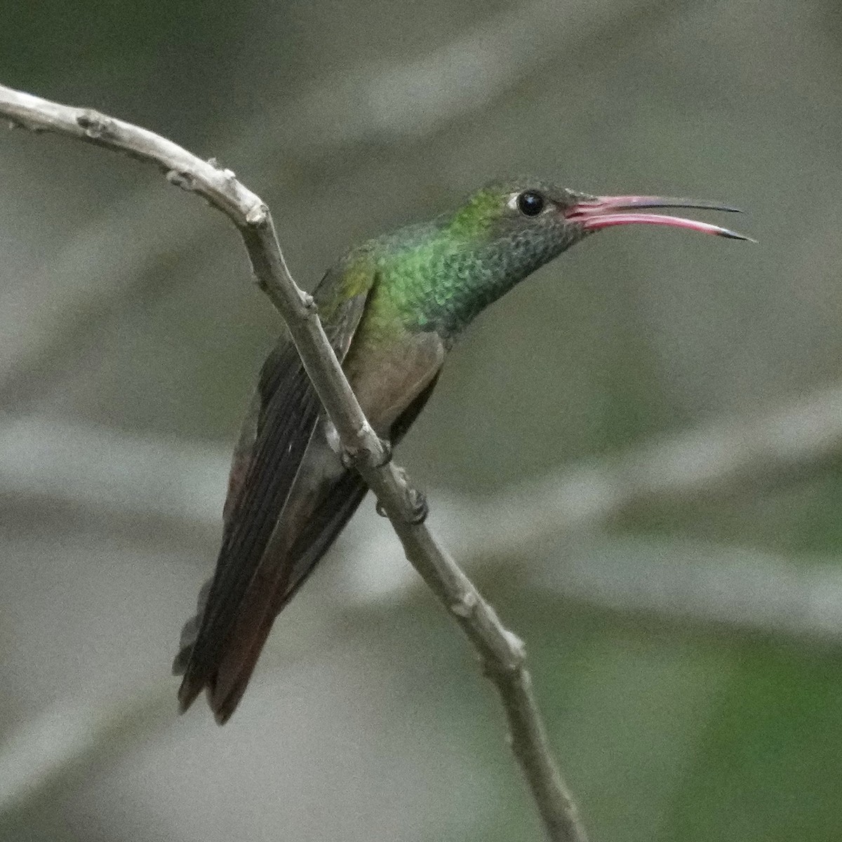 Buff-bellied Hummingbird - Charlene Fan