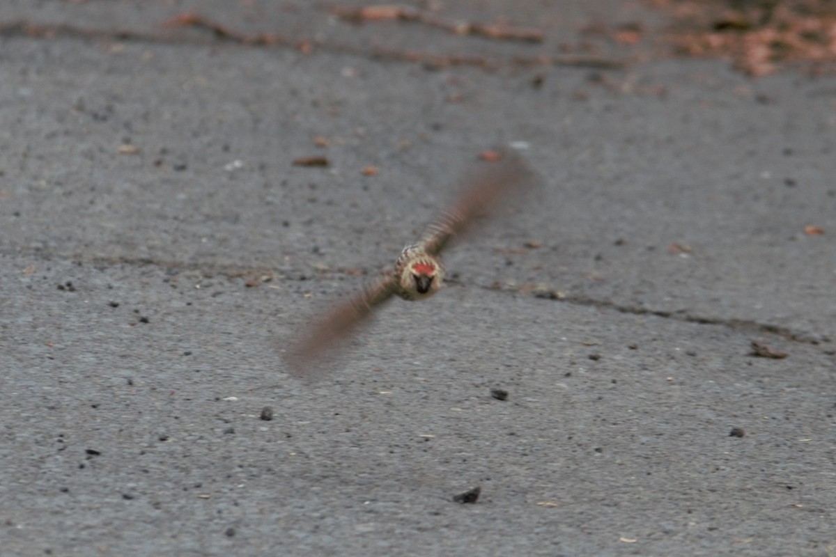 Common Redpoll - ML618992099