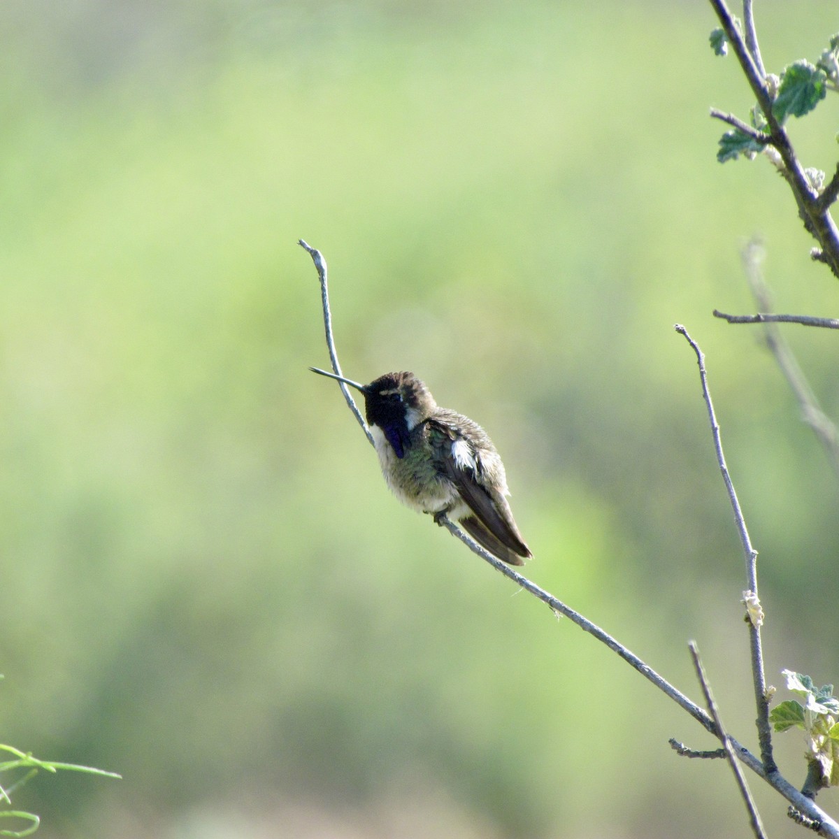 Costa's Hummingbird - ML618992117