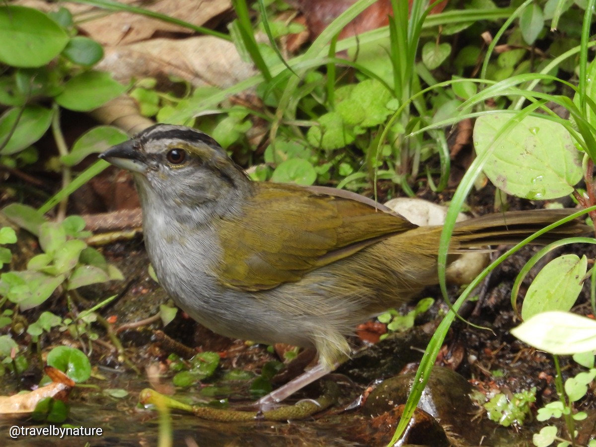 Black-striped Sparrow - ML618992119
