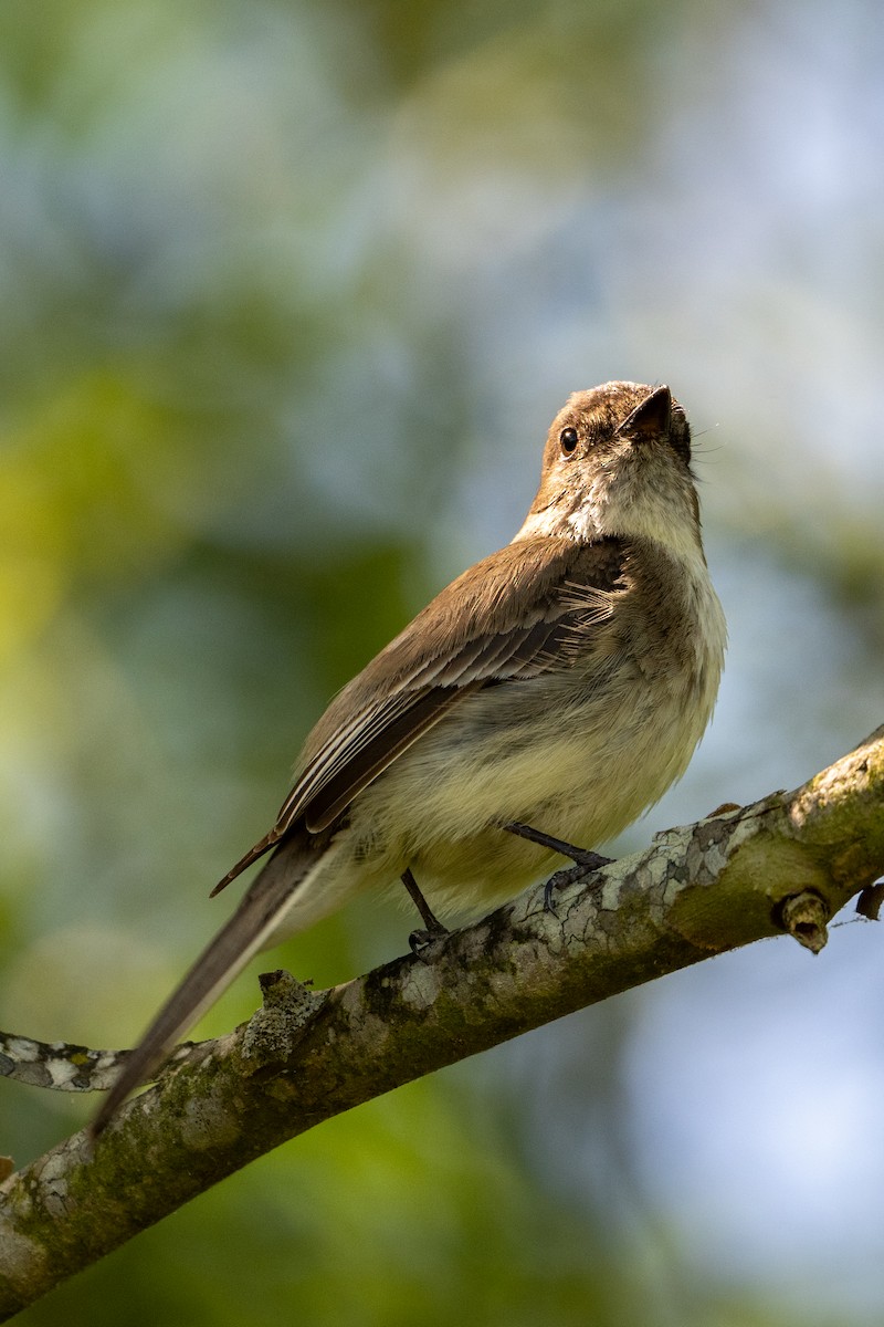 Eastern Wood-Pewee - Joe Mahaffey