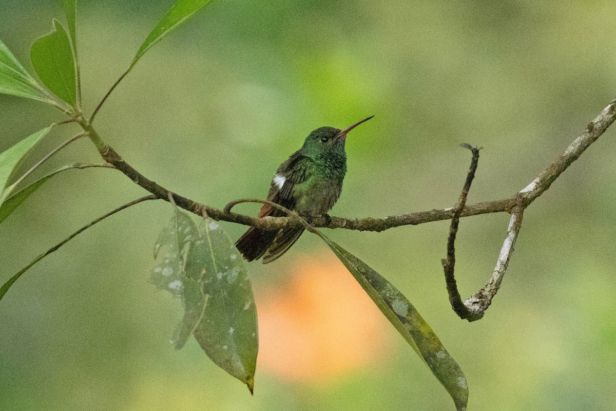 Rufous-tailed Hummingbird - Ryan Shaw