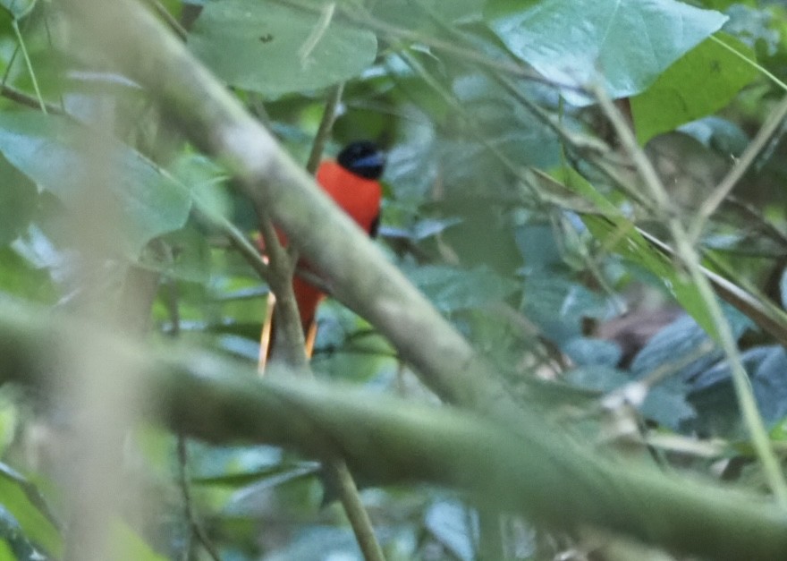 Cinnamon-rumped Trogon - ML618992127