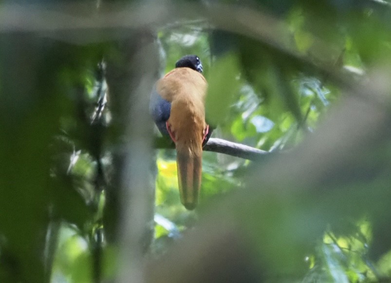 Cinnamon-rumped Trogon - ML618992128