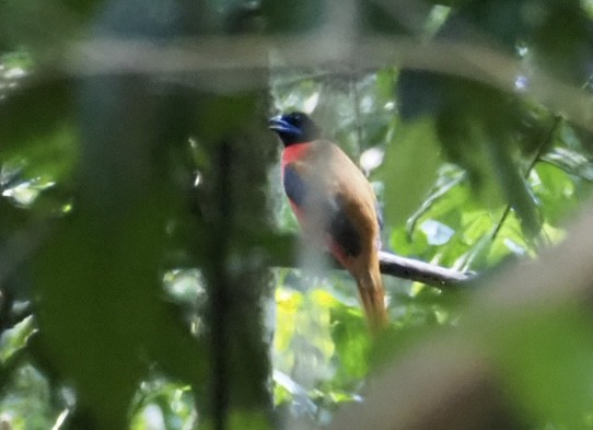 Cinnamon-rumped Trogon - Ingkayut Sa-ar