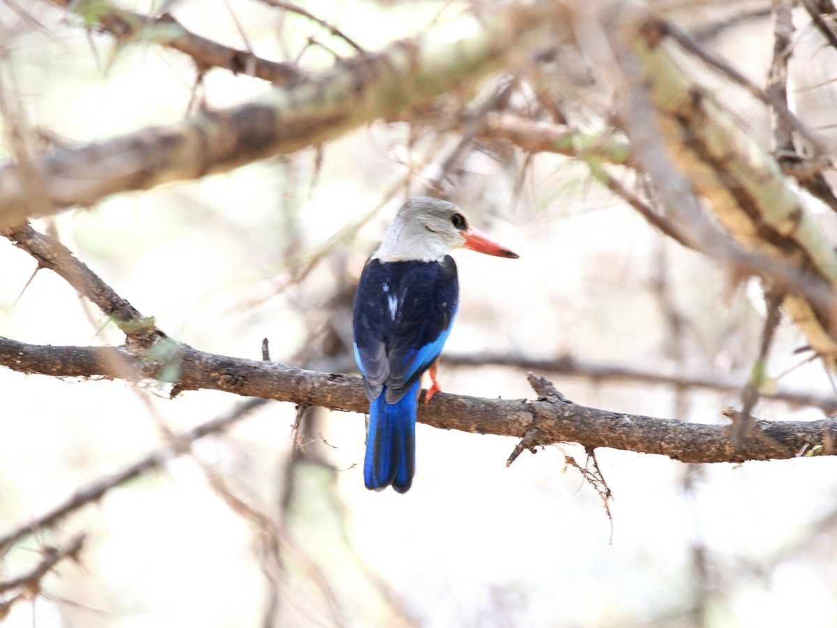 Gray-headed Kingfisher - ML618992143