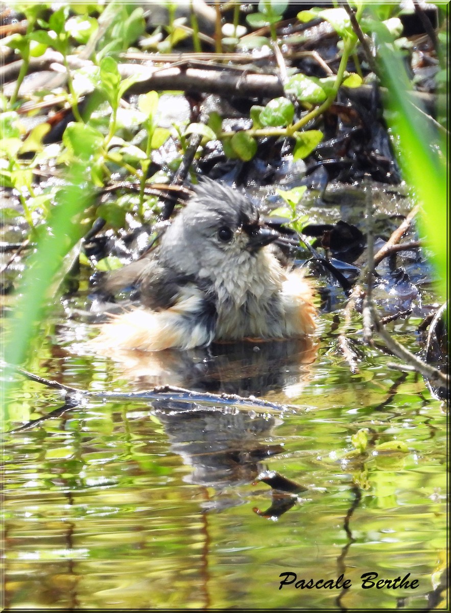 Tufted Titmouse - ML618992165