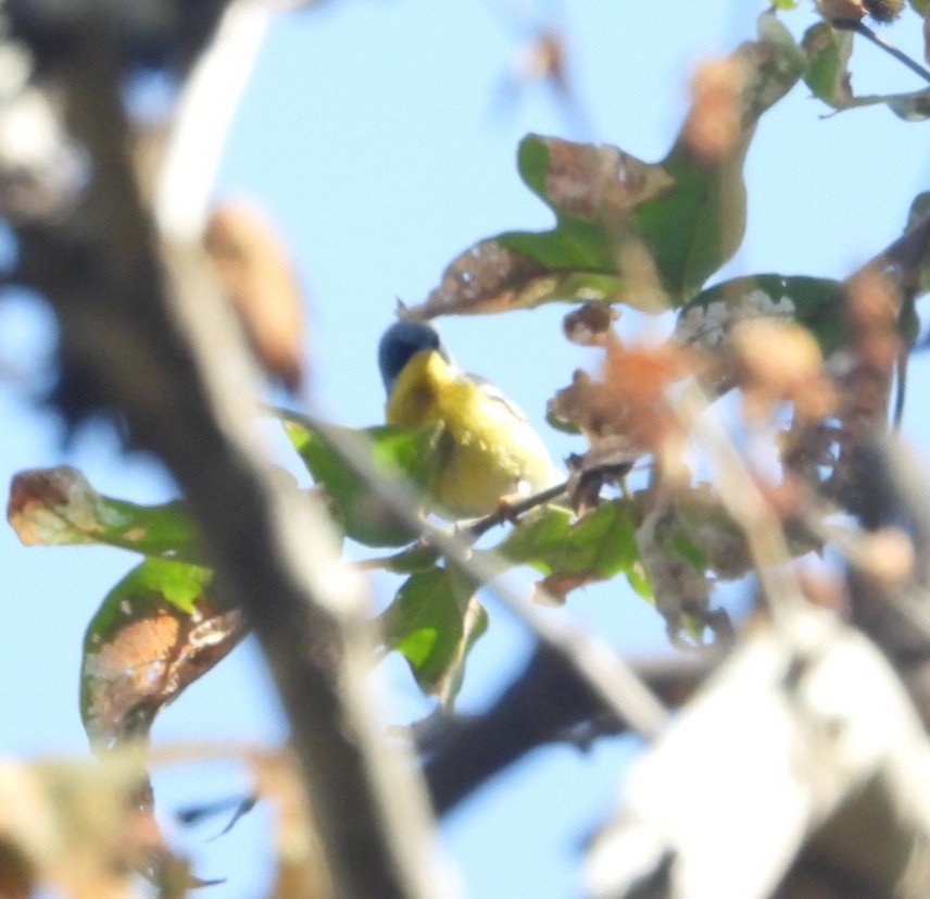 Tropical Parula - Avo Stilt