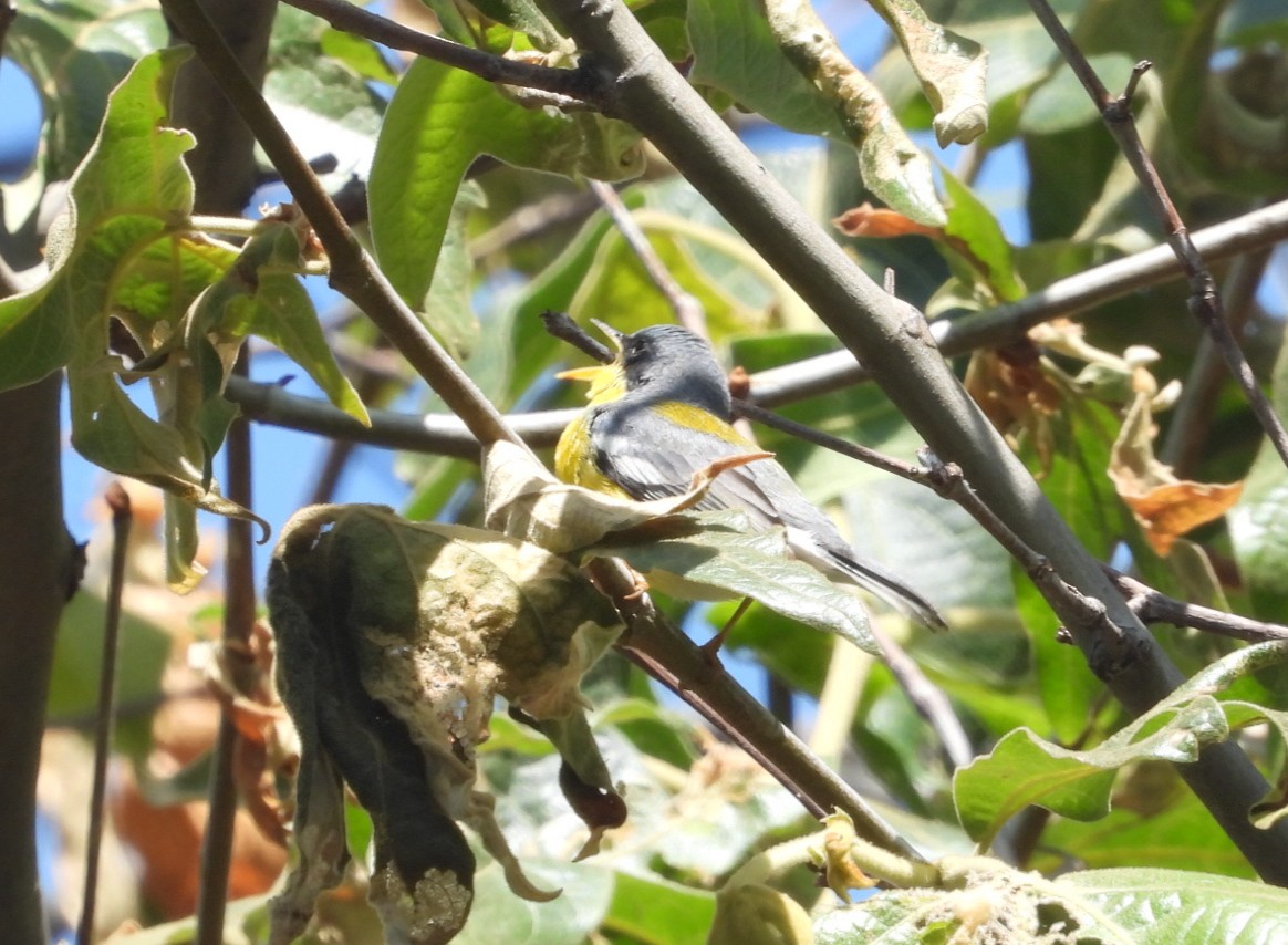 Tropical Parula - Avo Stilt