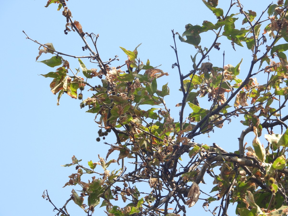 Tropical Parula - Avo Stilt