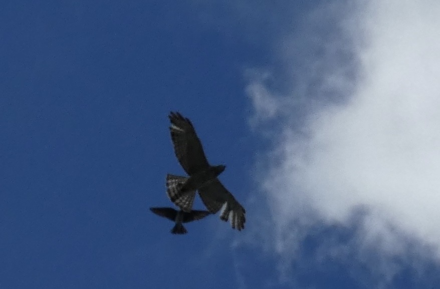 Broad-winged Hawk - Kirra Loves Cats