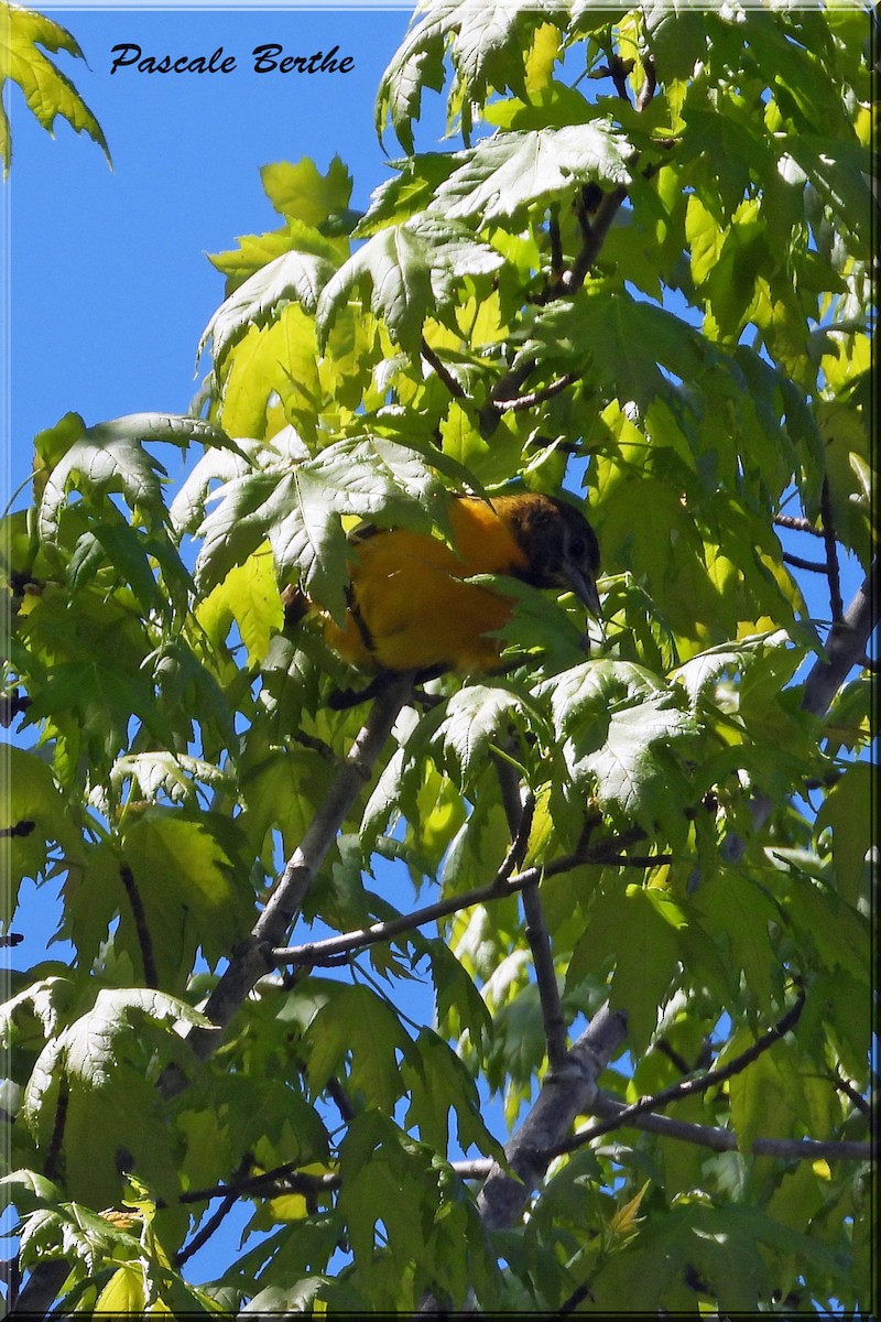 Baltimore Oriole - Pascale Berthe