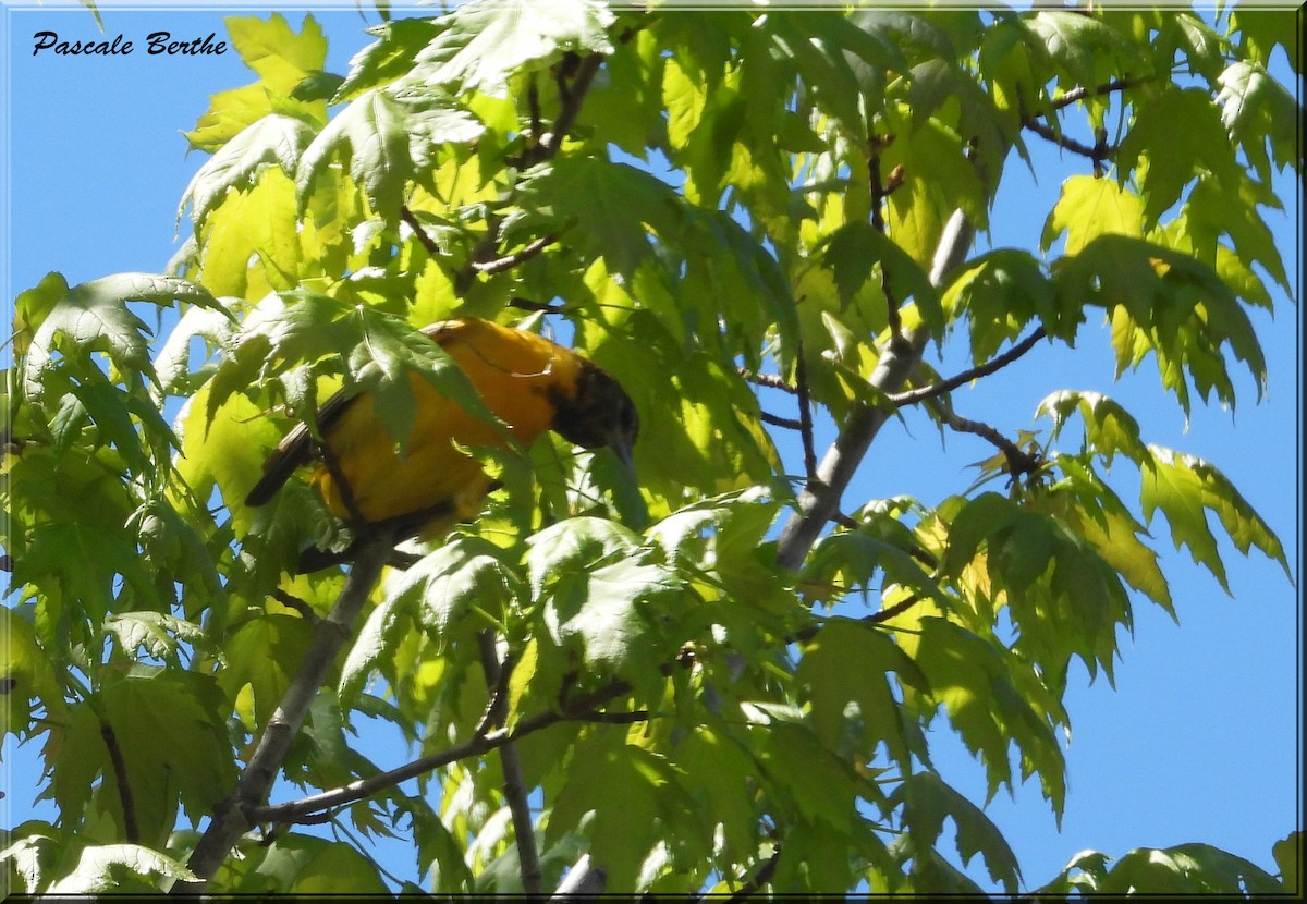 Baltimore Oriole - Pascale Berthe