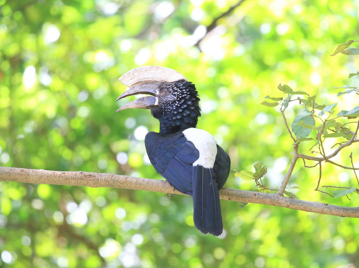 Silvery-cheeked Hornbill - ML618992196