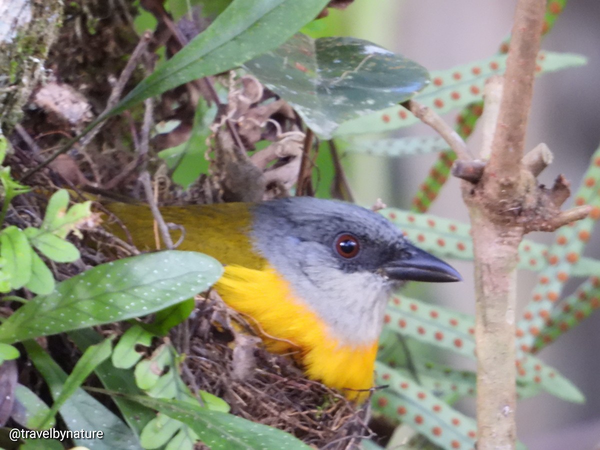Gray-headed Tanager - ML618992201