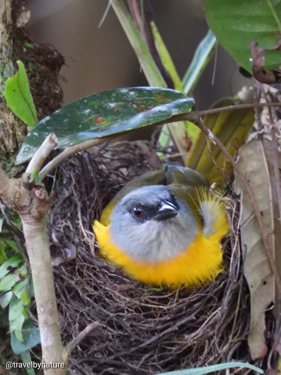 Gray-headed Tanager - ML618992202