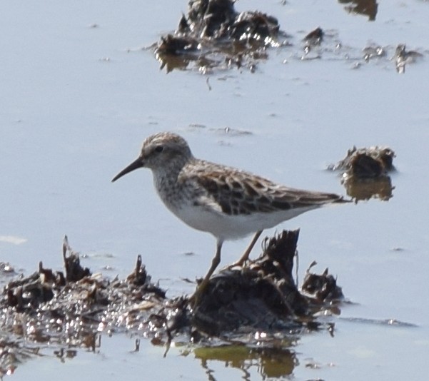 Least Sandpiper - Bill Uttenweiler