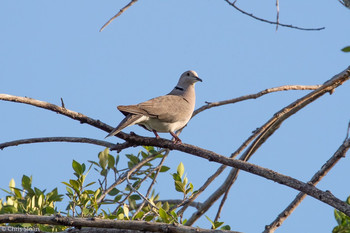 African Collared-Dove - ML61899221