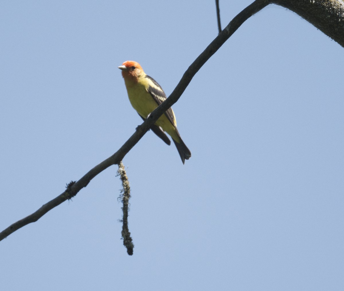 Western Tanager - ML618992213