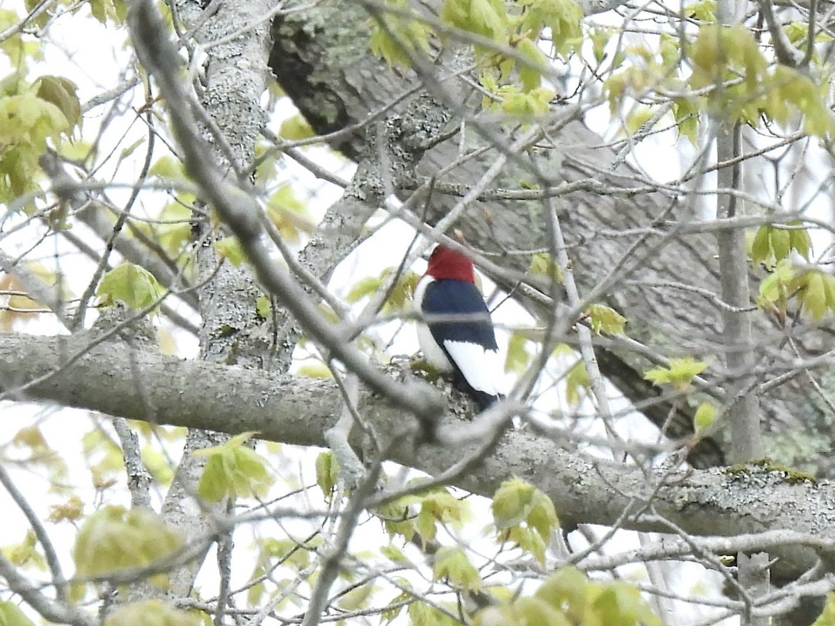 Pic à tête rouge - ML618992214