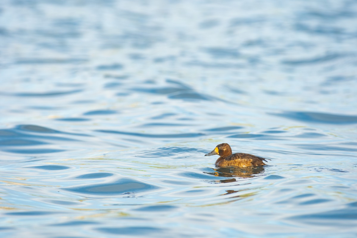 Lesser Scaup - ML618992238