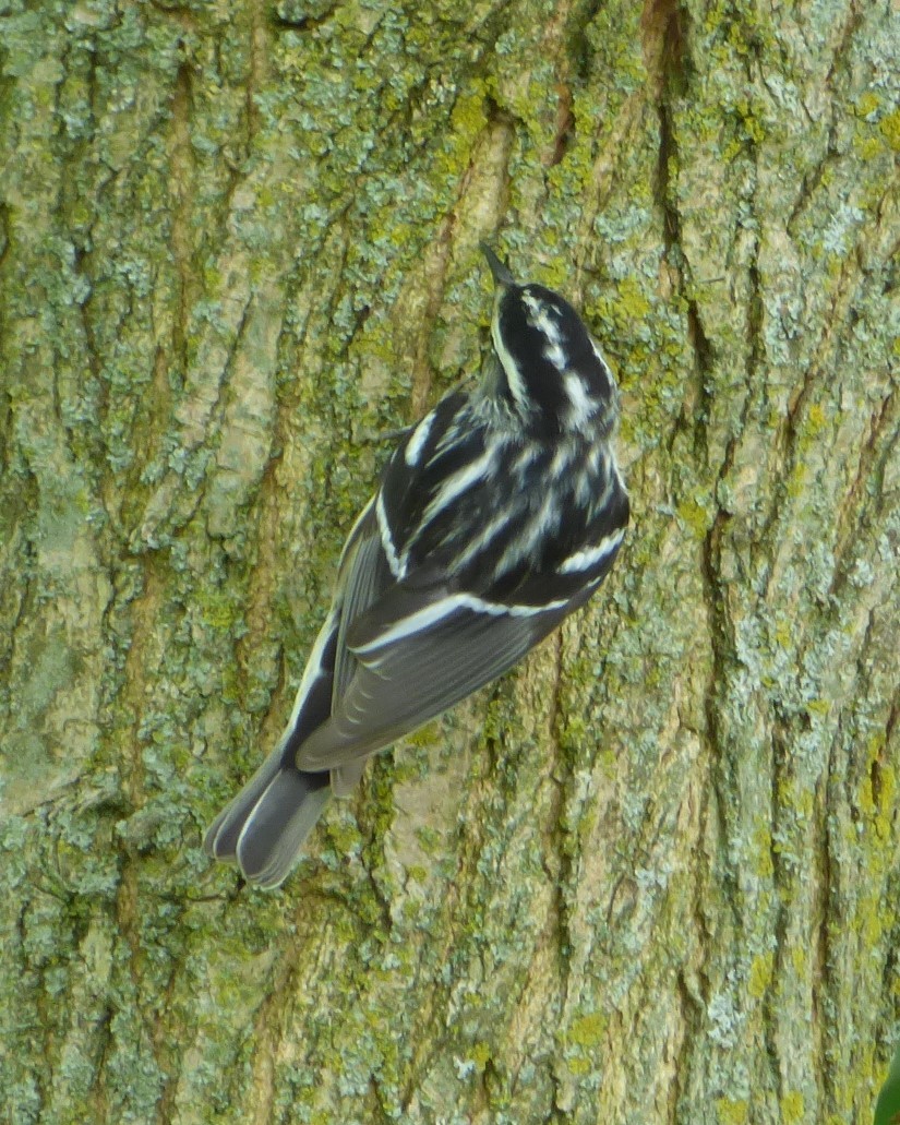 Black-and-white Warbler - Hazem Alkhan