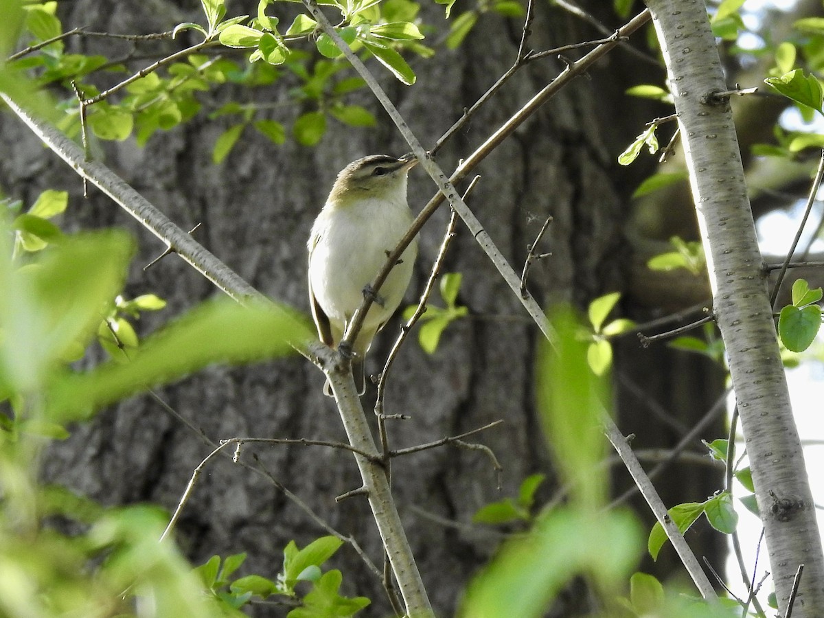 Red-eyed Vireo - ML618992252