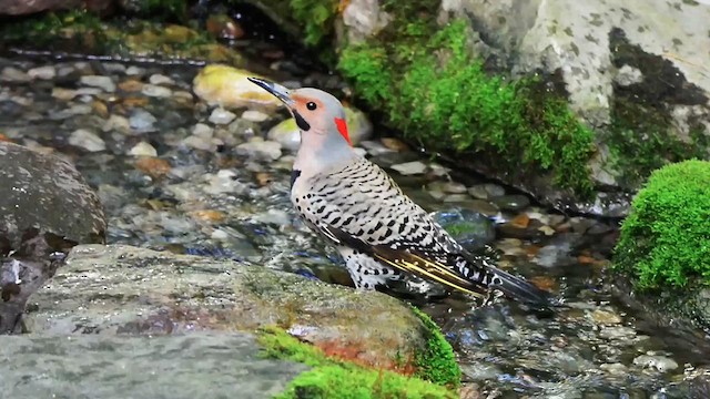 Northern Flicker - ML618992253