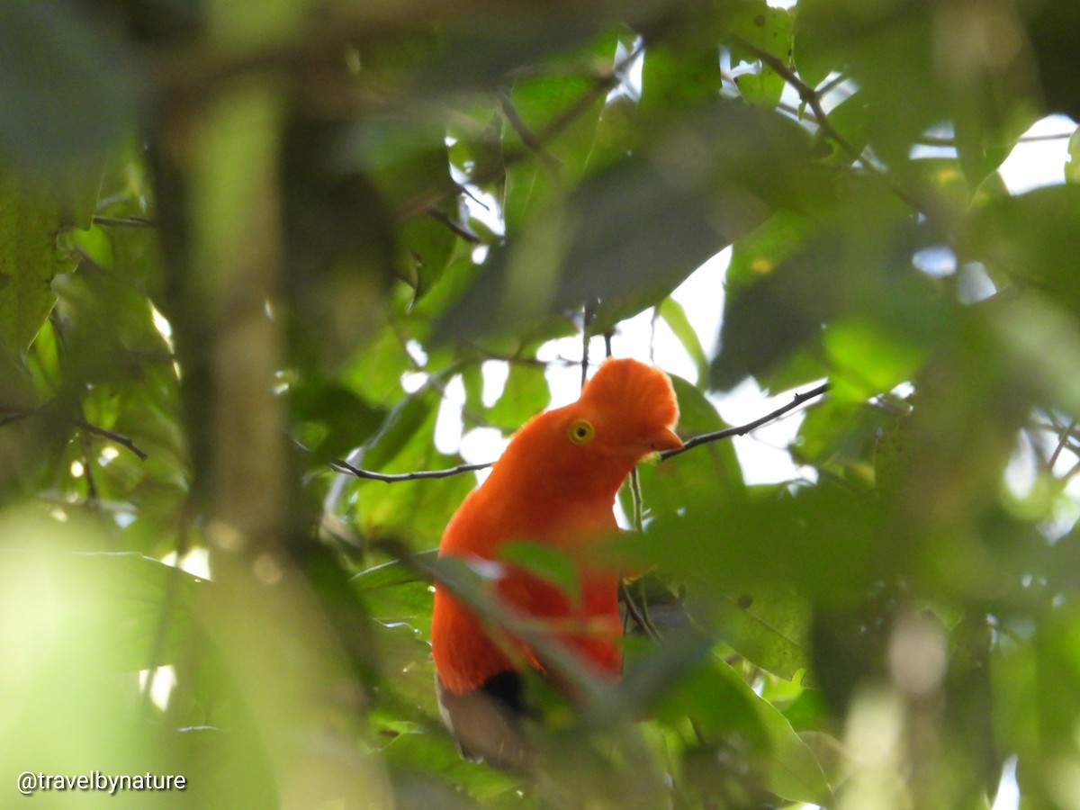 Andean Cock-of-the-rock - ML618992302