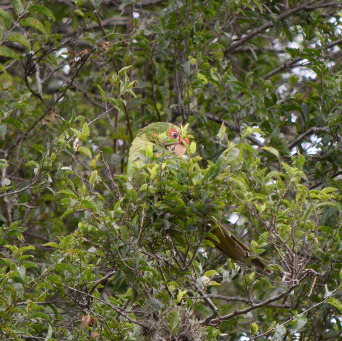 Aratinga Mitrada - ML618992311