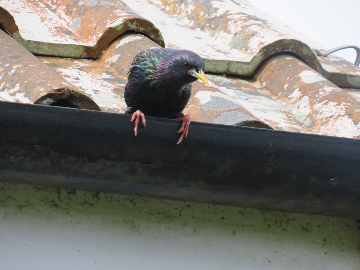 European Starling - Sally Bergquist