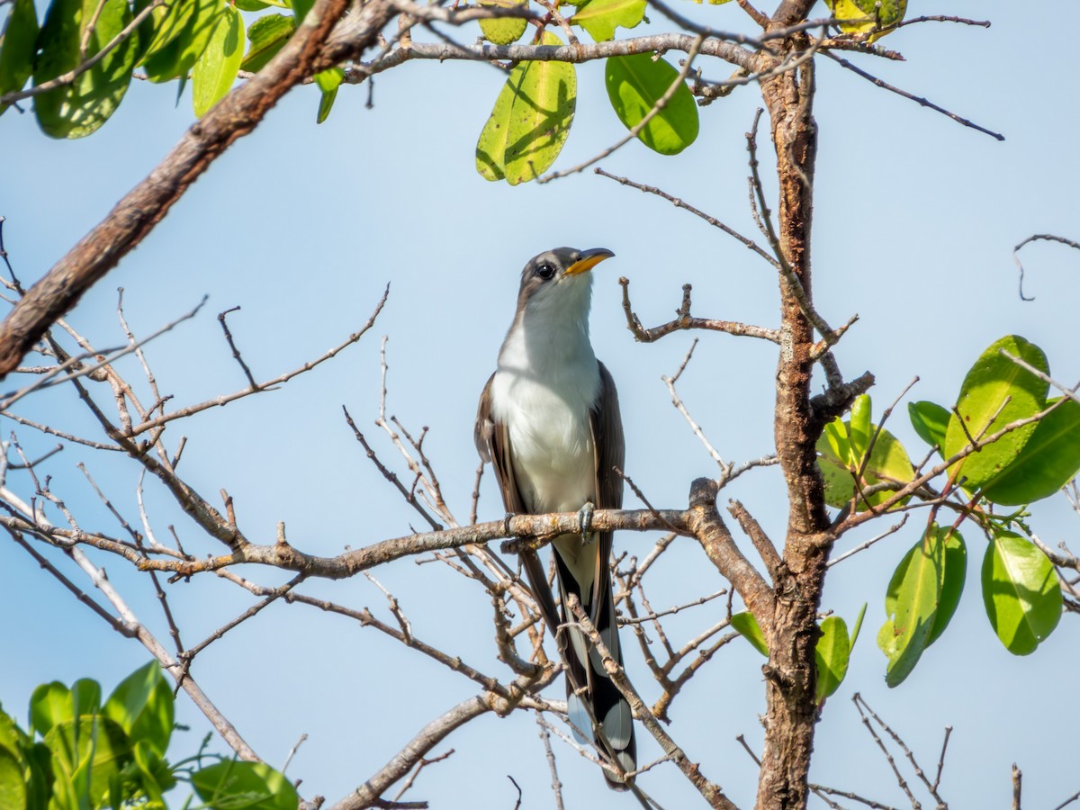 Yellow-billed Cuckoo - ML618992314