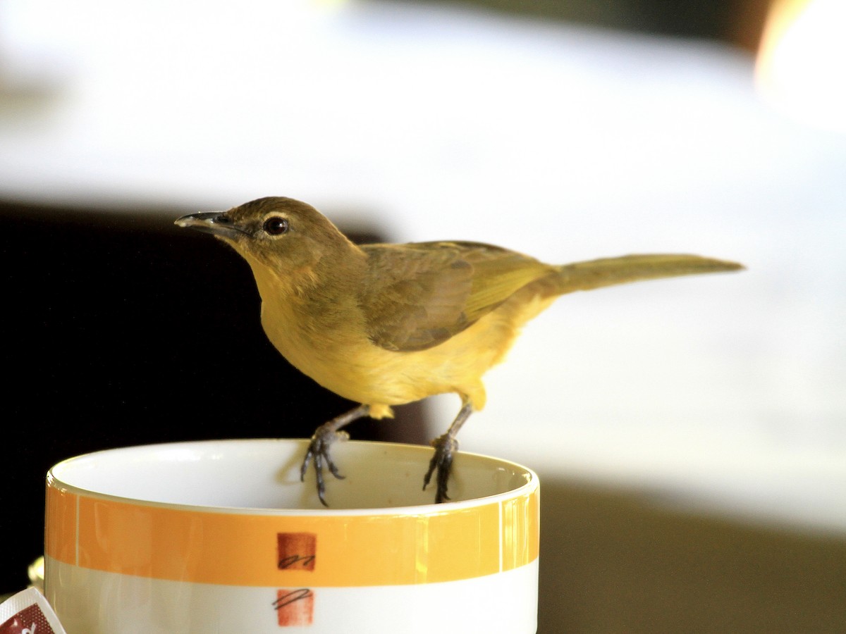 Bulbul à poitrine jaune - ML618992315